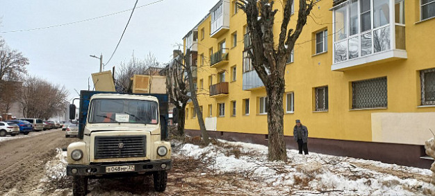 В Иванове рябину и ясень подстригли под клен